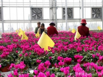 扬州高邮：每天发货30万株，花工厂绽放乡村振兴致富花