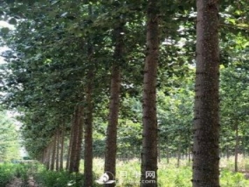 河南周口：培育出不飞絮的杨树新品种