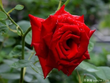 2023年情人节十大玫瑰品种销量榜，卡罗拉位居首位