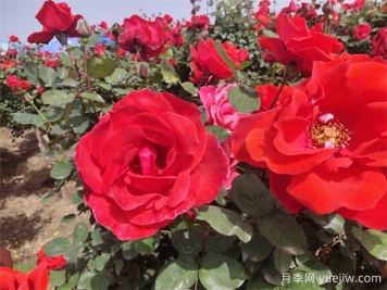 月季、玫瑰、蔷薇分别是什么？如何区别？